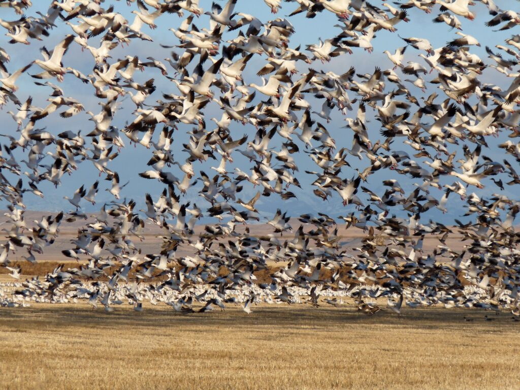 Wild Wings Snow Geese Migration Festival 2022