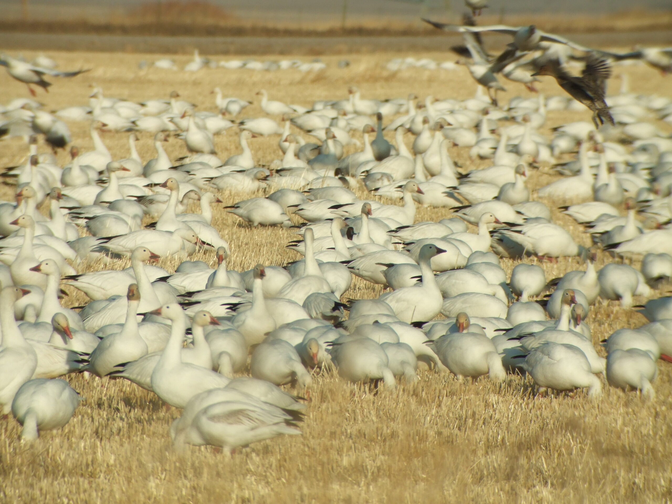 Snow Geese Migration through Montana