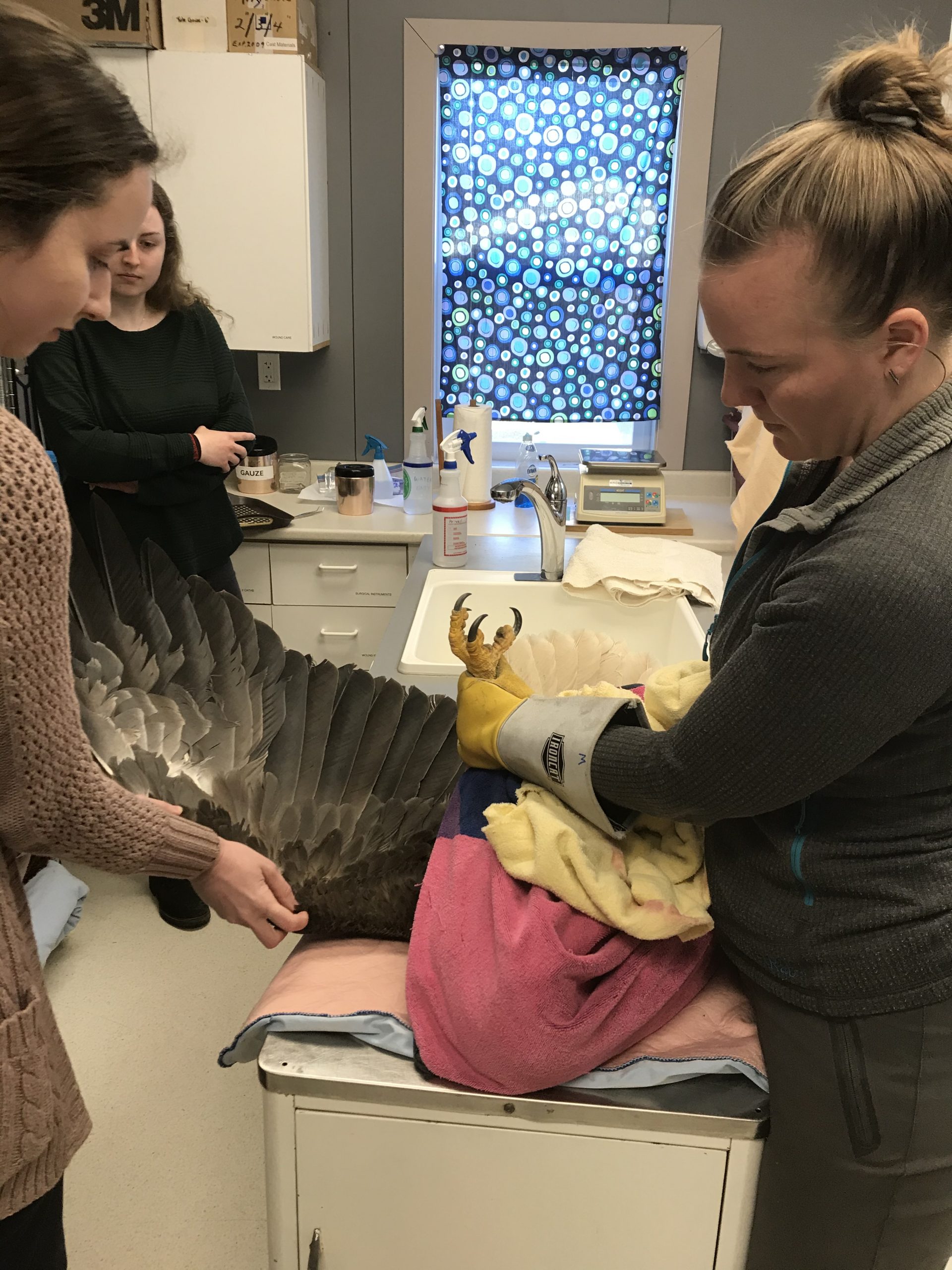 Morgan’s Internship Experience with MARS Wildlife Rescue Centre