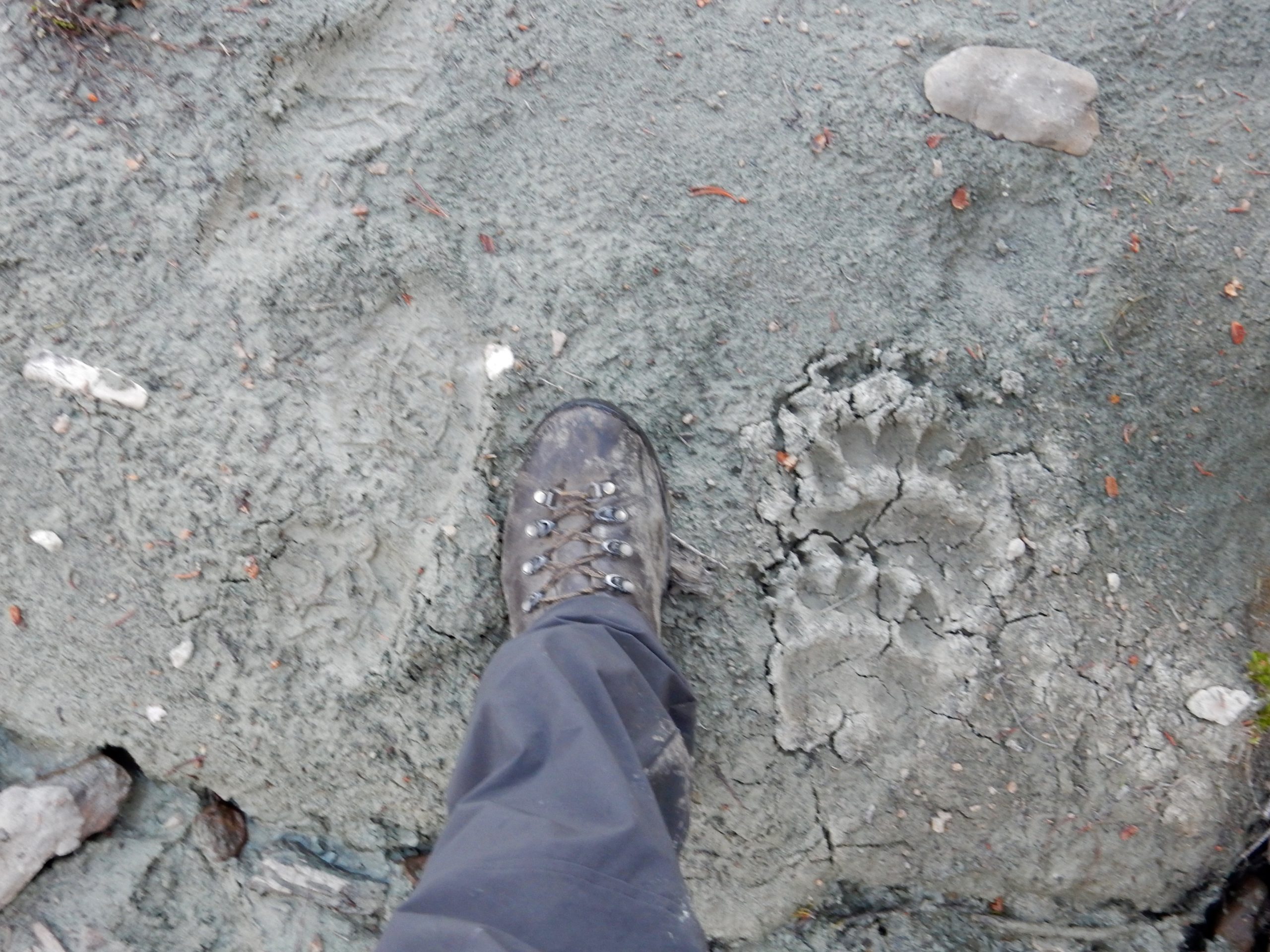 Bear Hangs in the Backcountry